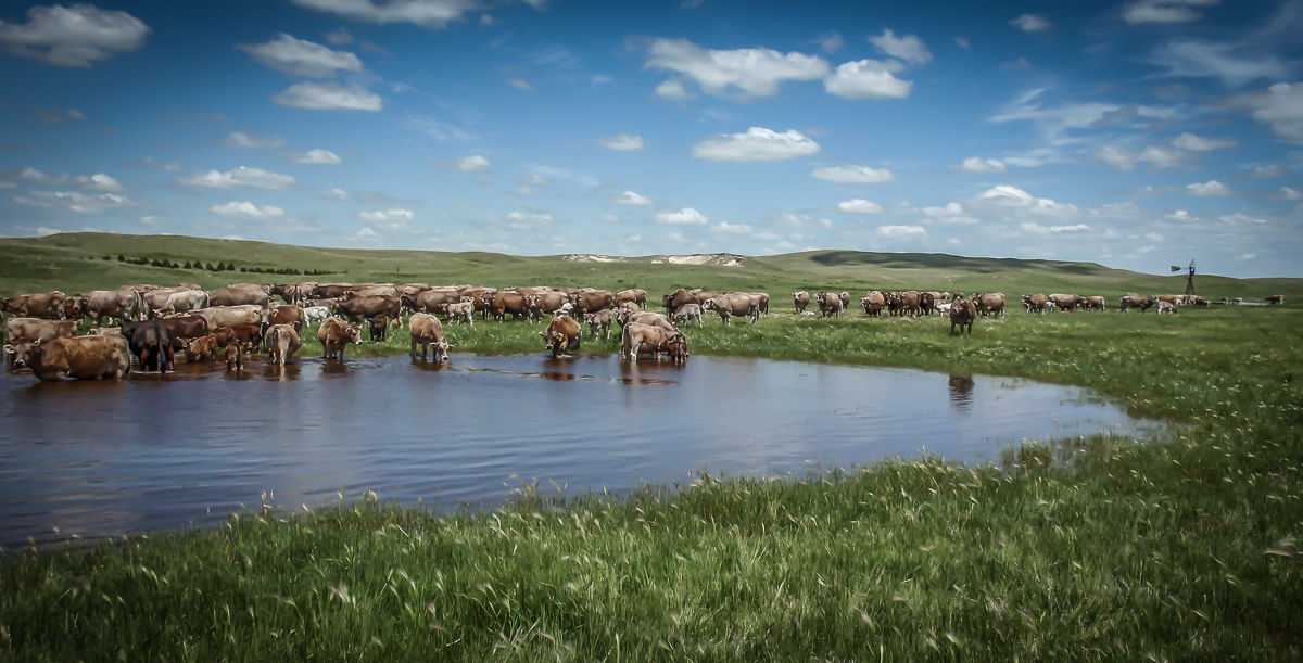 JHL Ranch Braunvieh cattle