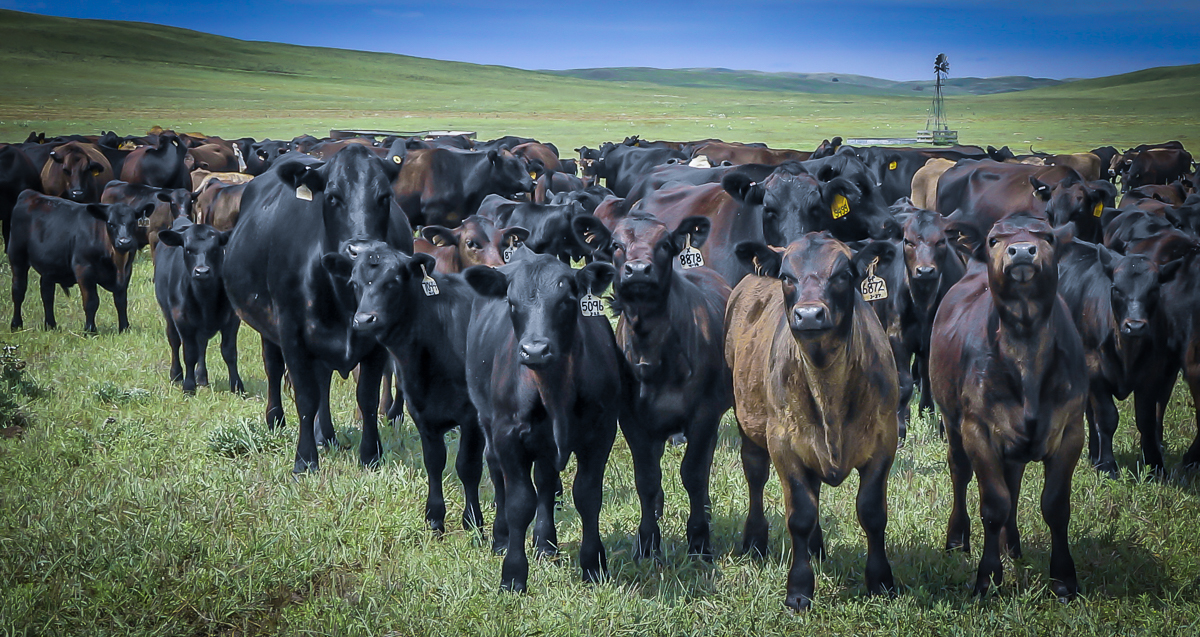 Calves front and center