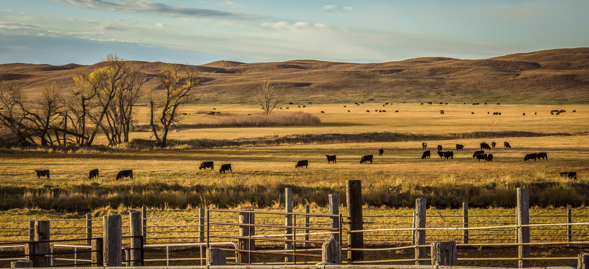 Calves on meadow