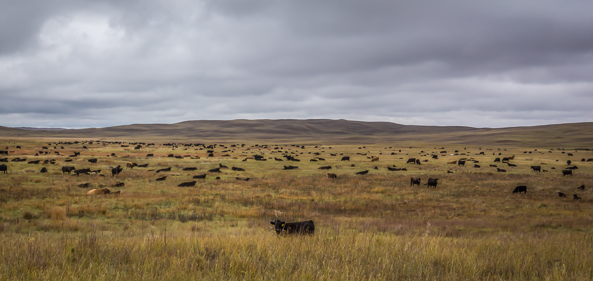 Herd at the Card pasture