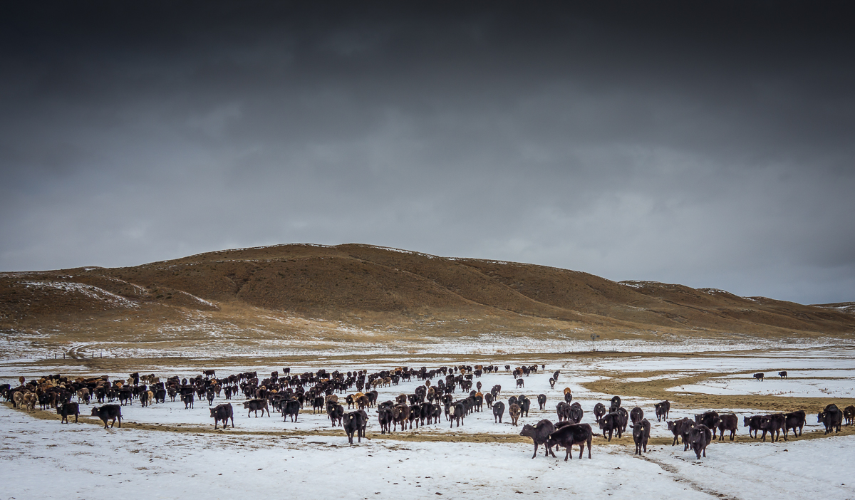 Cattle coming to feed