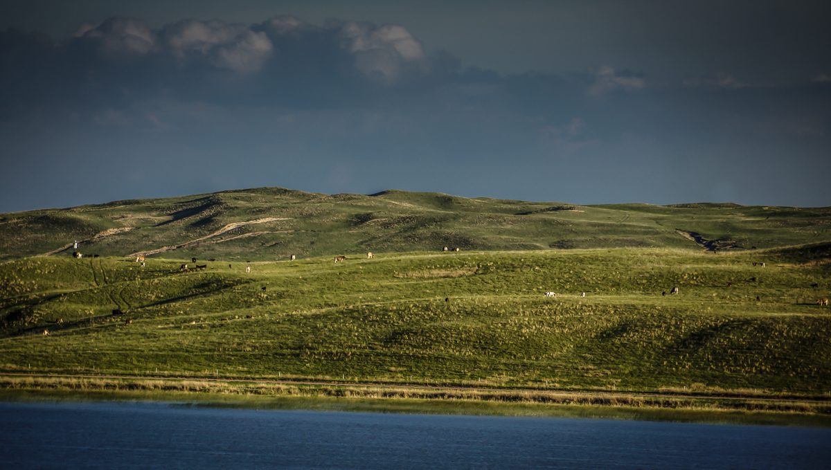 JHL Ranch cattle grazing