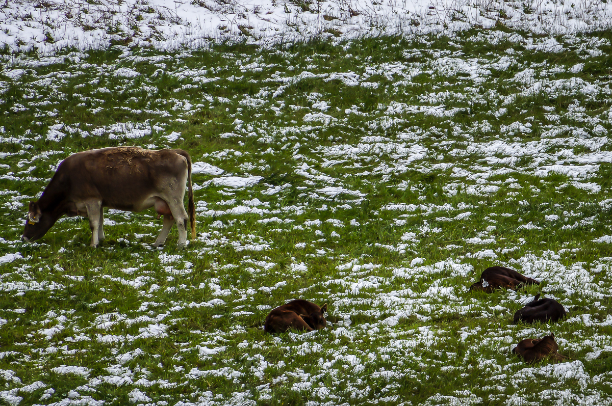 Cattle in snow