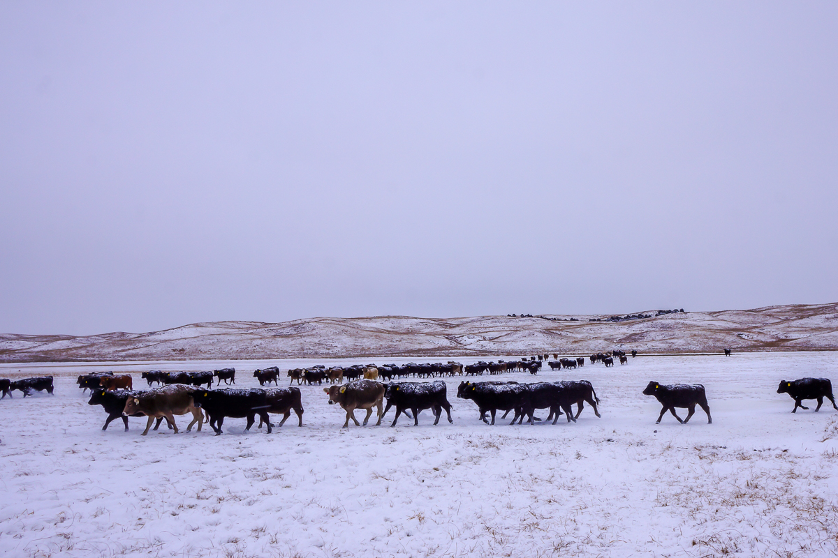 Cattle in winter snow