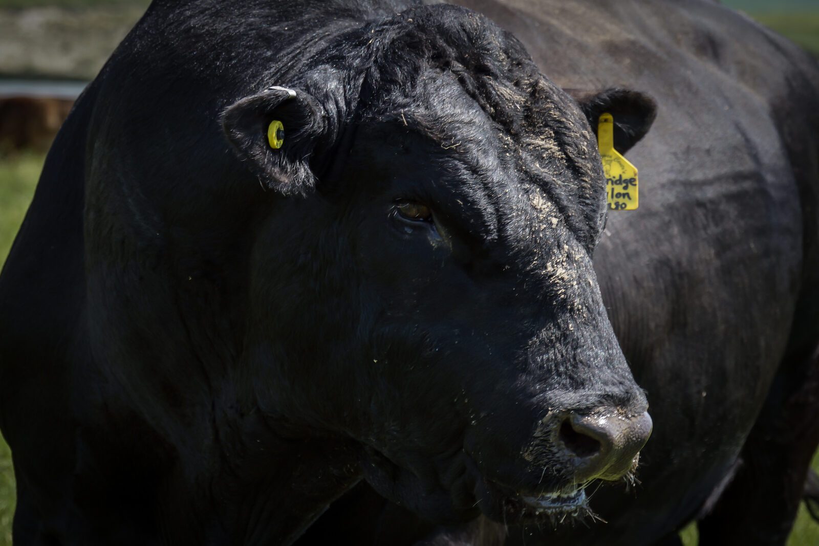 Angus bull extreme close-up