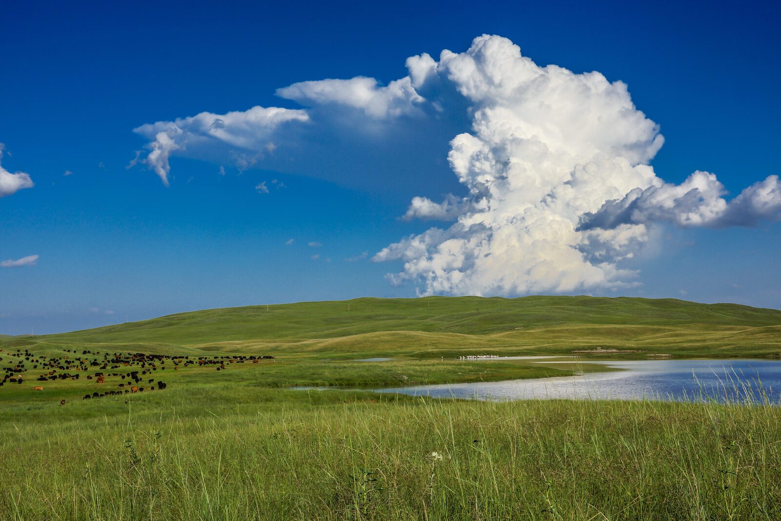 Summer pond with vibrant green grass and dramatic clouds
