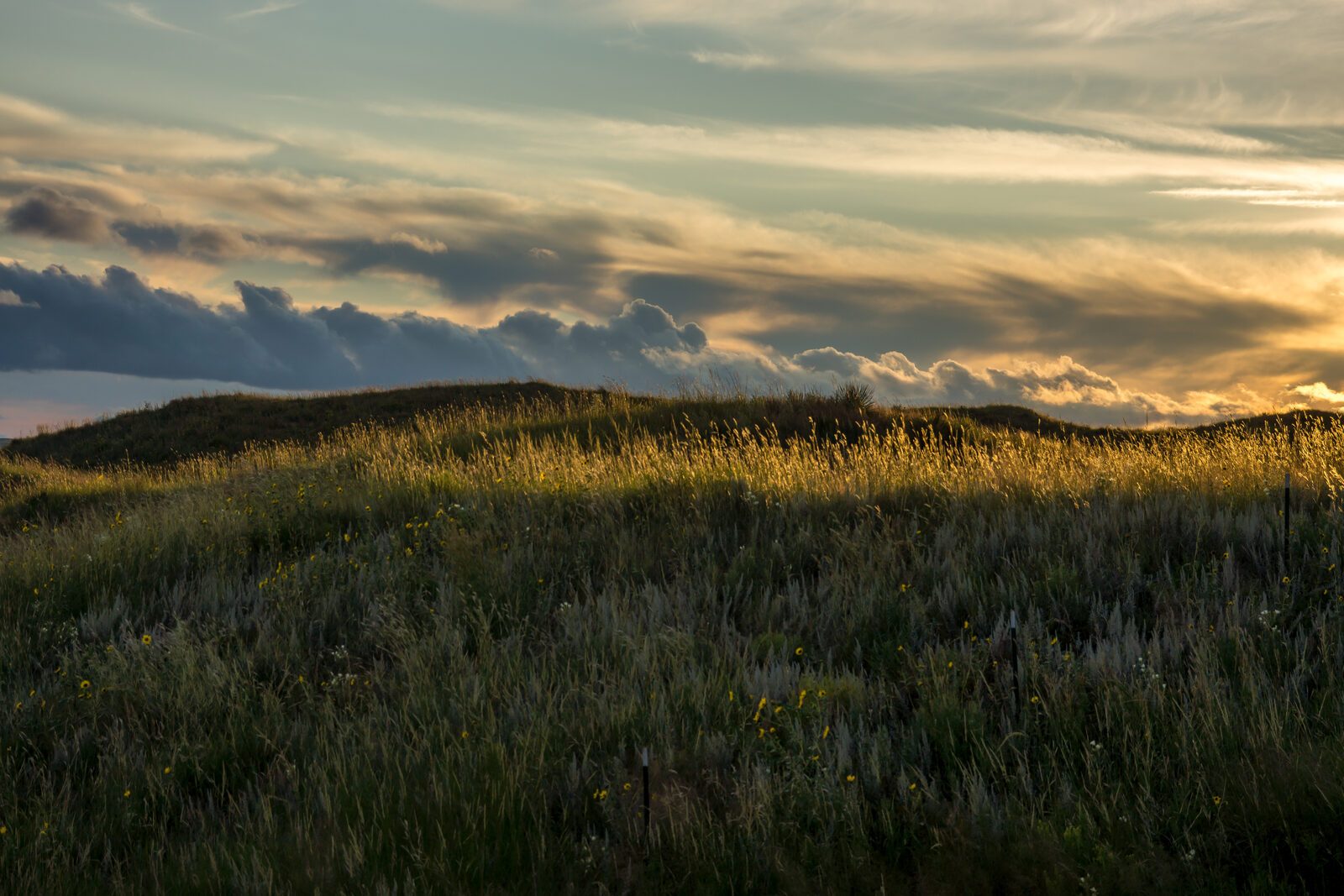 Wildflowers on the hills