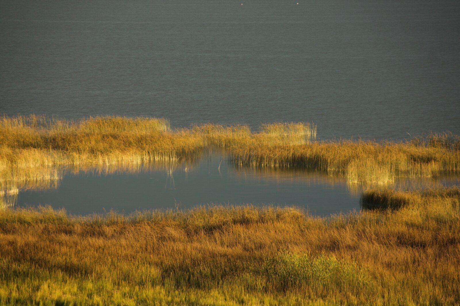 Wetland grasses detail