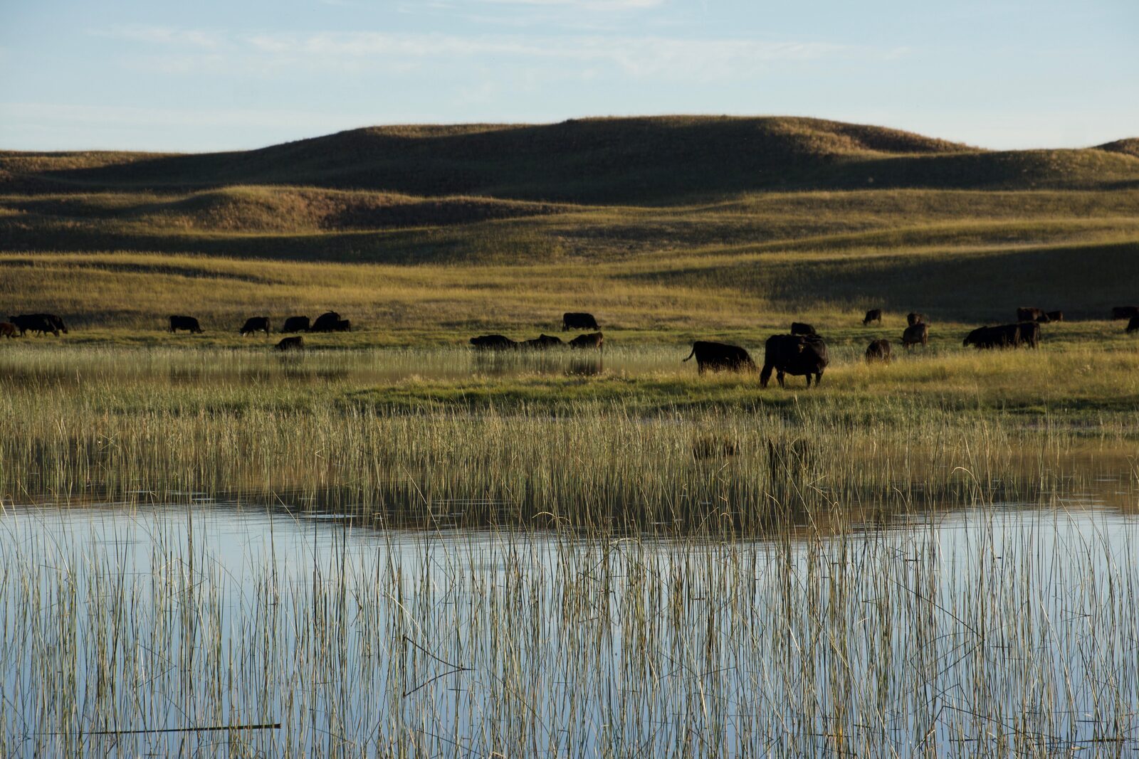 Angus cattle in the wetlands