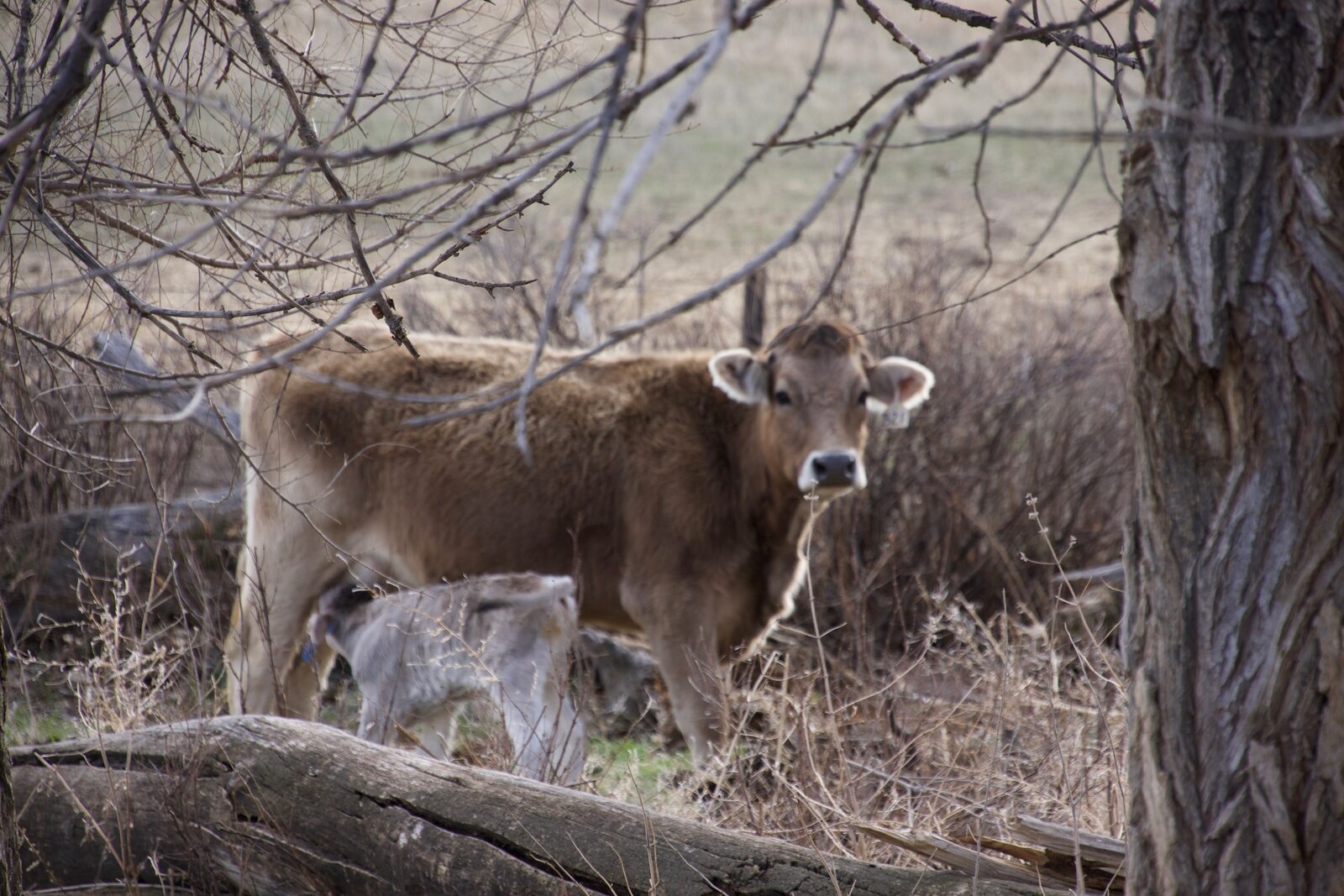 Braunvieh calf nursing from mother