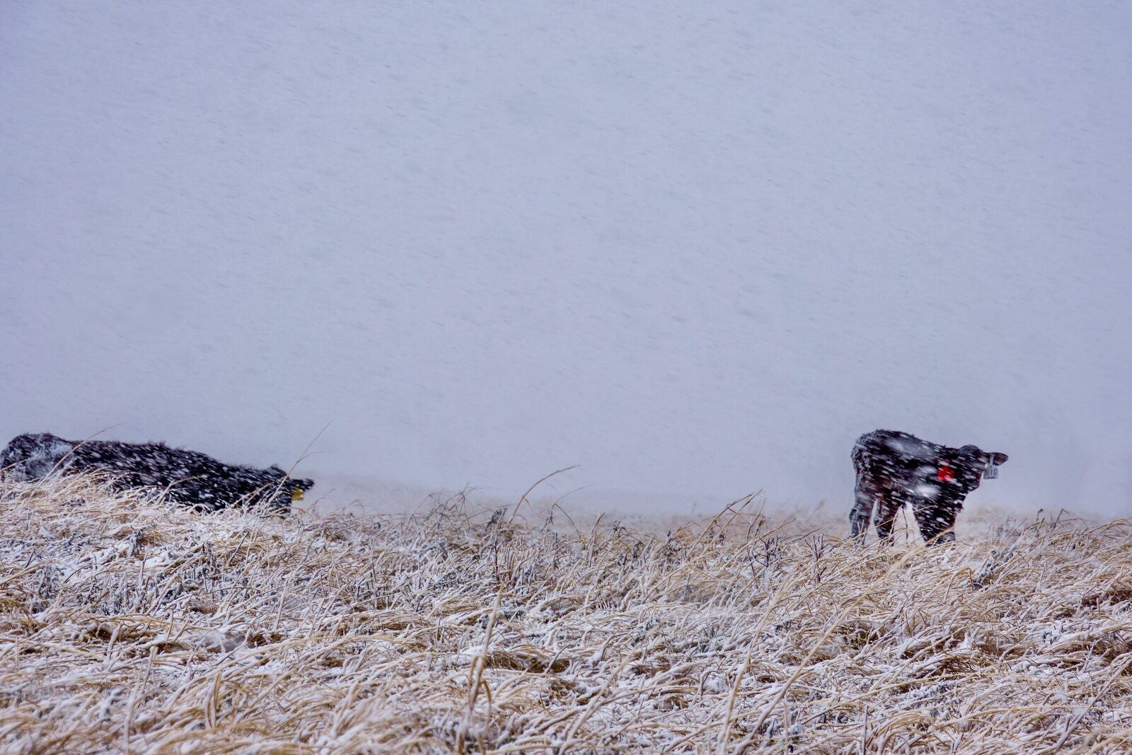 Crossbred calves weathering a blizzard