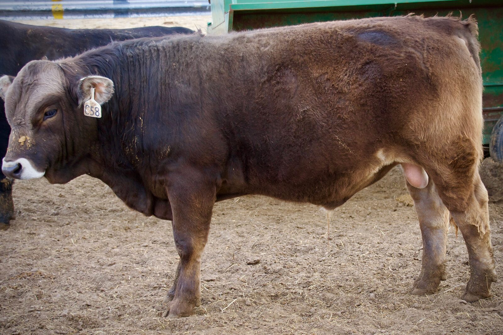 Braunvieh bull in the pen