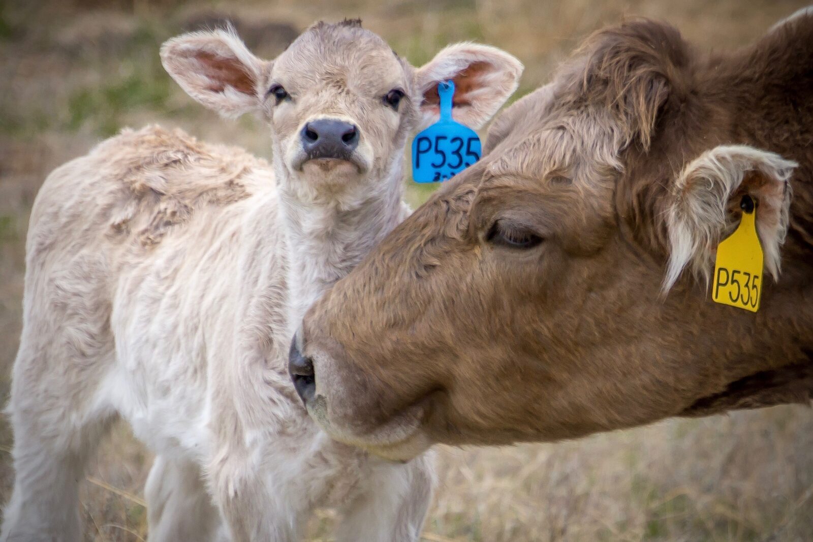 Cow nuzzling her calf