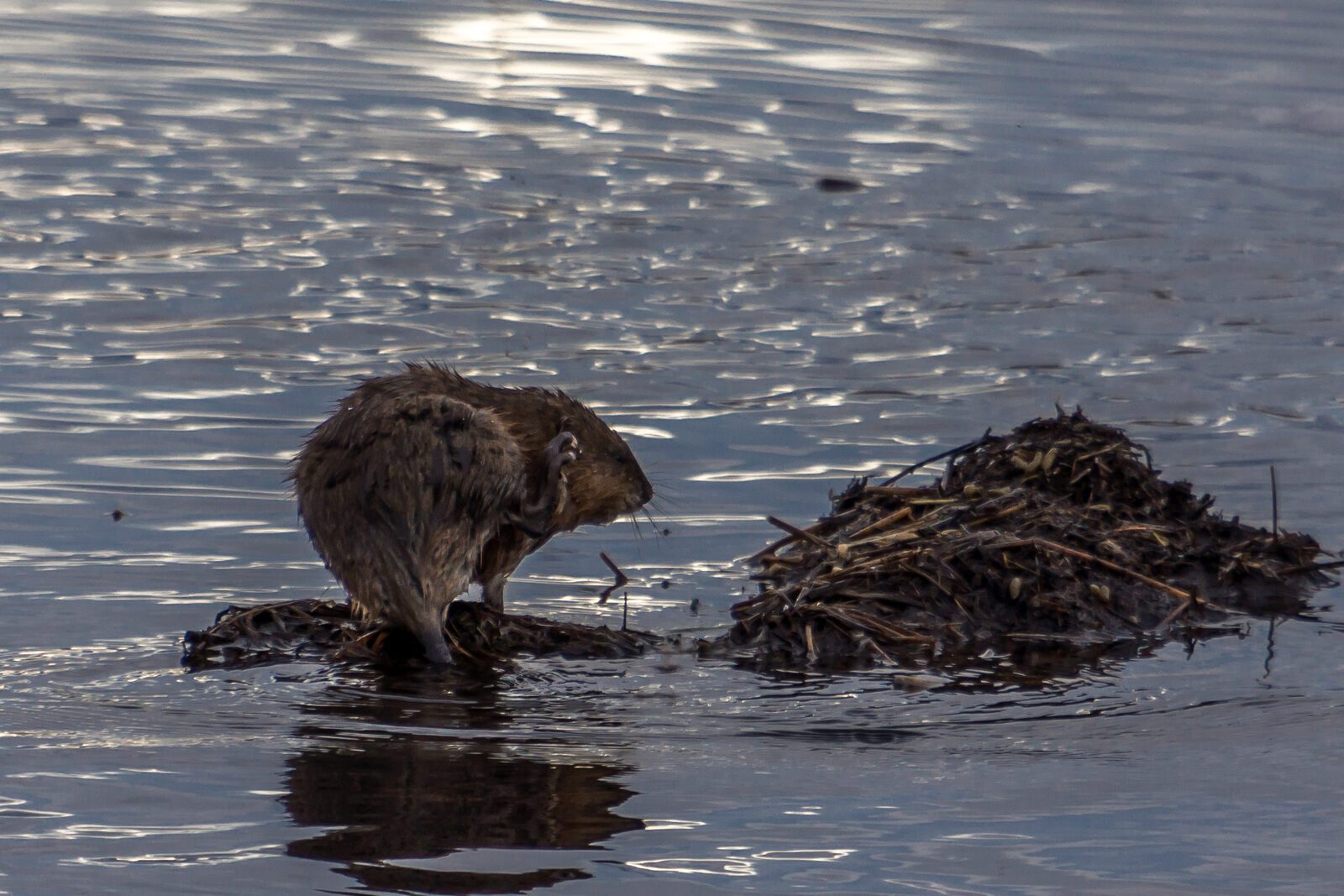 Muskrat on the ranch
