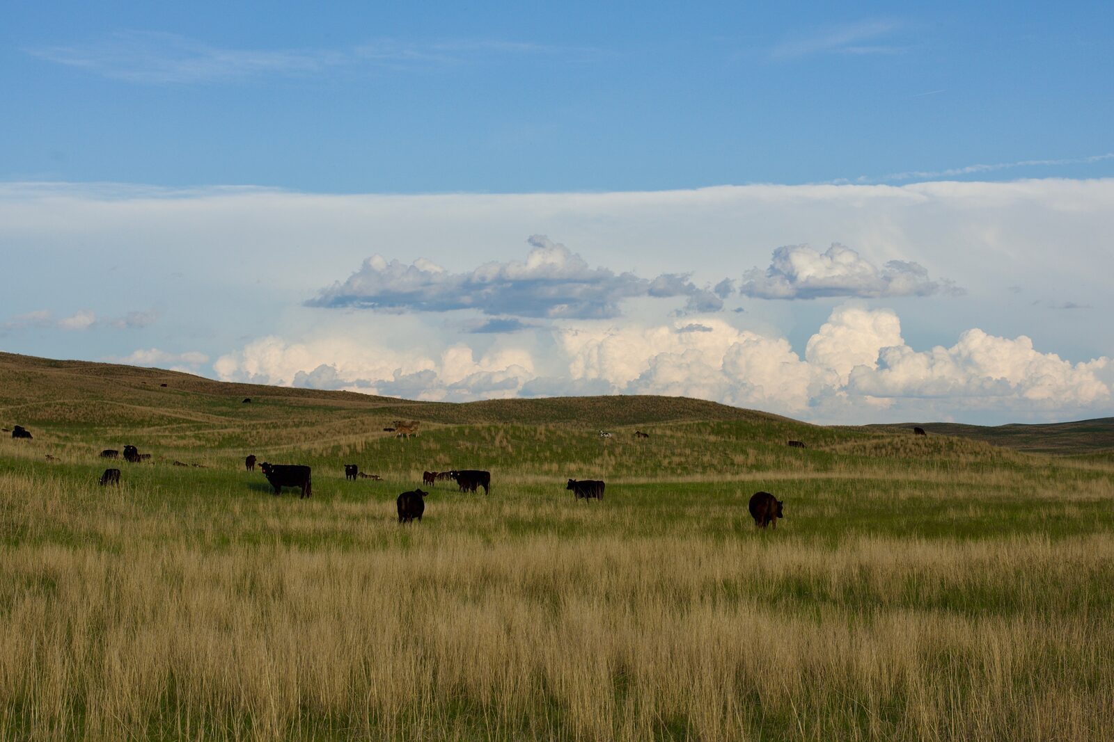 Crossbred herd grazing on open range