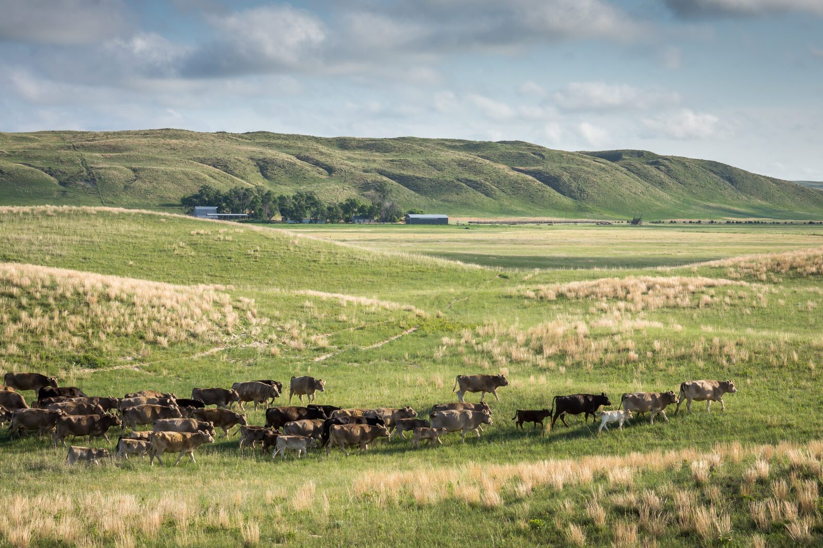 Braunvieh and crossbred herd near The Card buildings