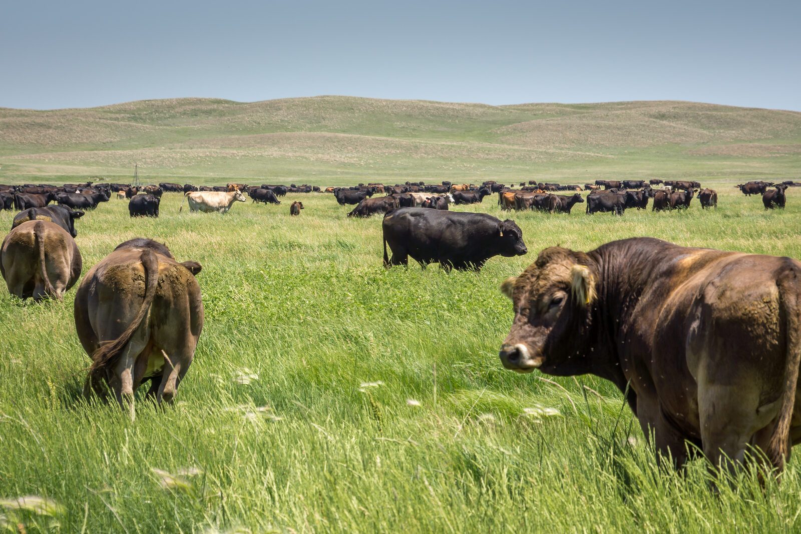 Angus and Braunvieh bulls with crossbred herd