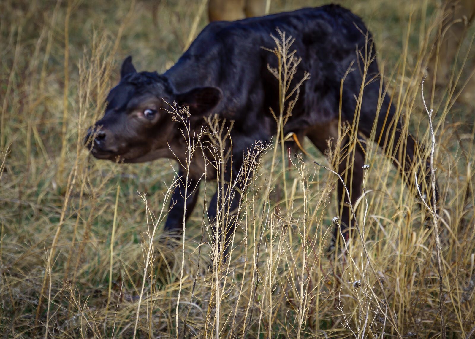 Crossbred calf only a few days old