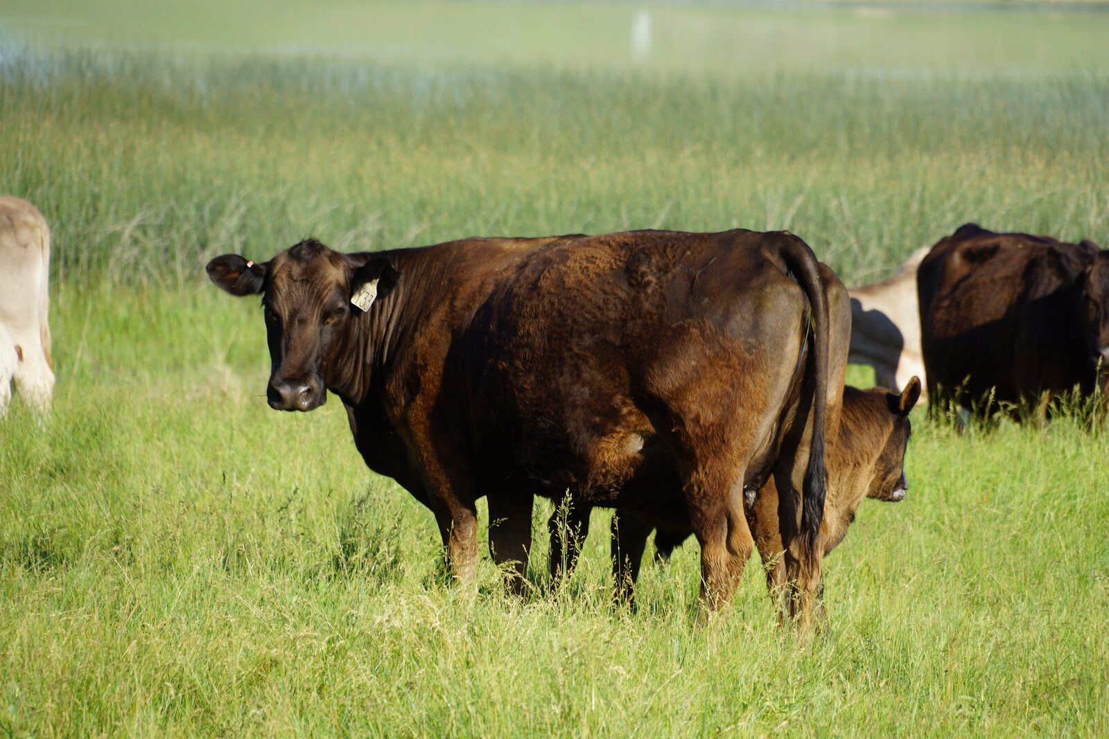Crossbred cow and calf in pasture