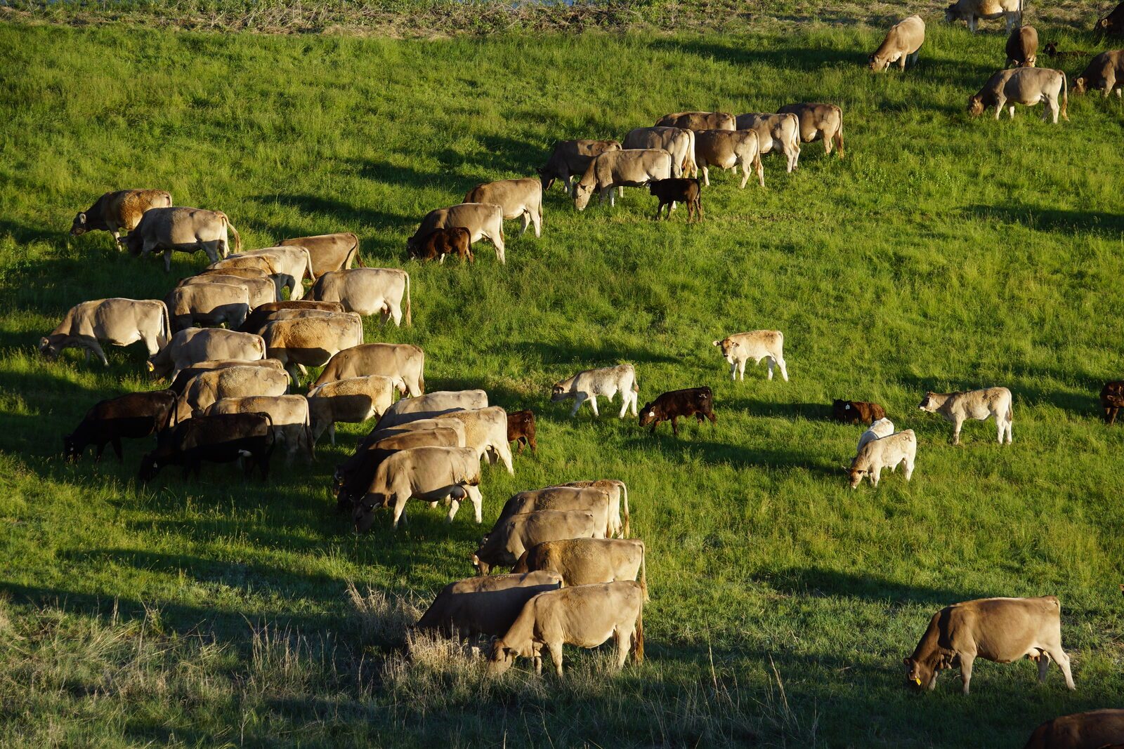 Braunvieh cows and calves grazing