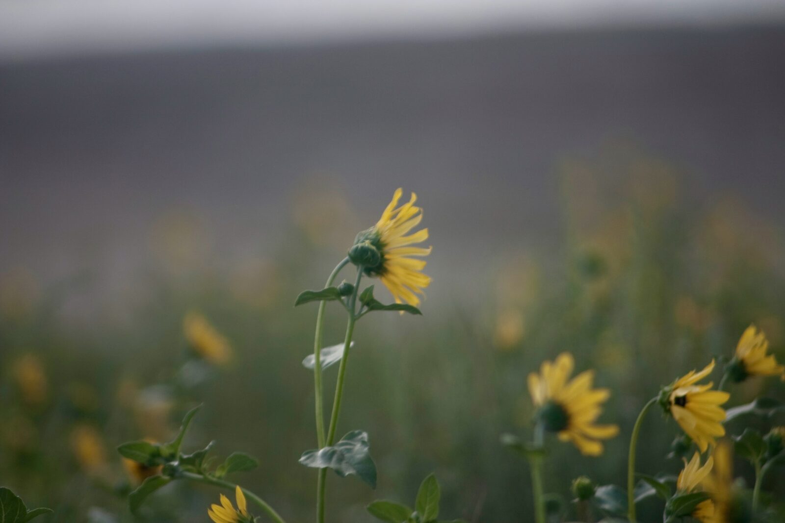 Native wild sunflowers in the Sandhills