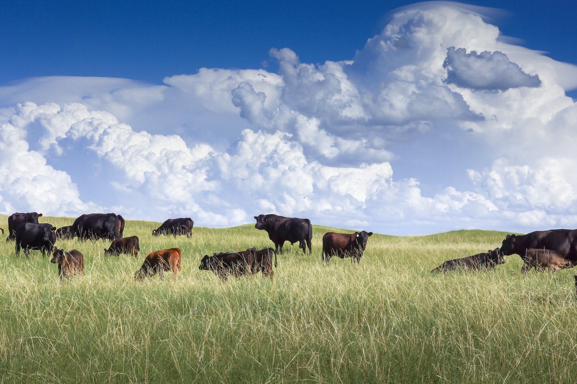 Waylon the bull overlooking the herd from a ridge