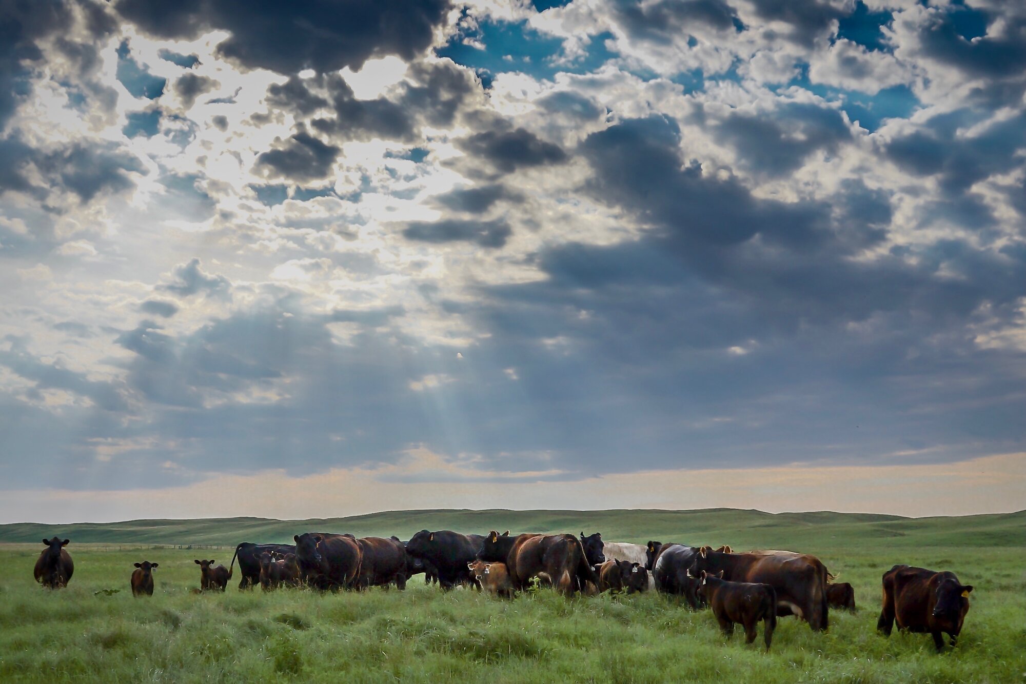 JHL Ranch cattle in the Nebraska Sandhills