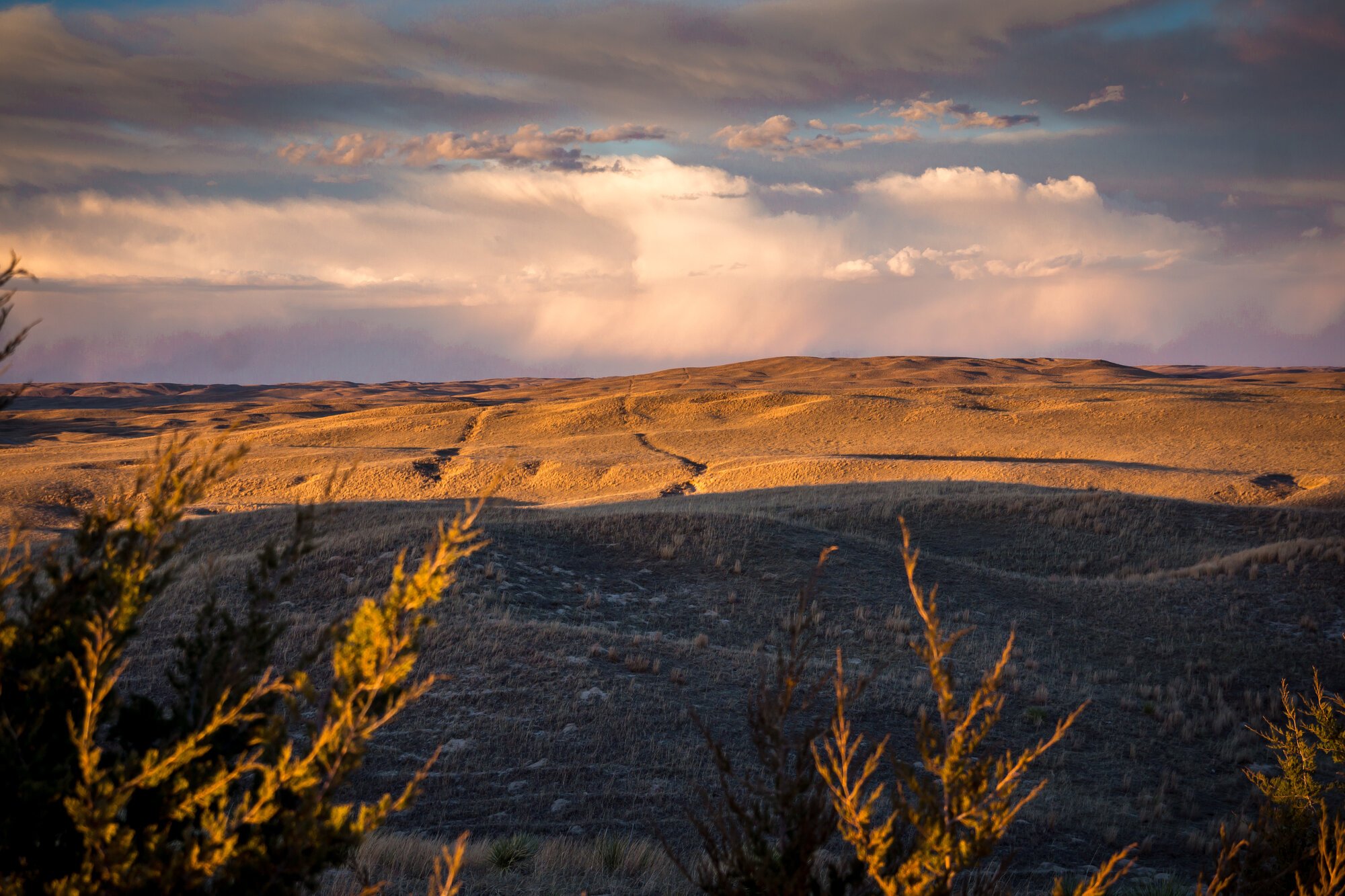 JHL Ranch cattle in the Nebraska Sandhills